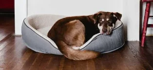 Cane più vecchio del mondo, aperta un'indagine